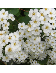 Spirée de Vanhoutte - Spiraea Vanoutthei