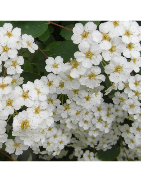 Spirée de Vanhoutte - Spiraea Vanoutthei