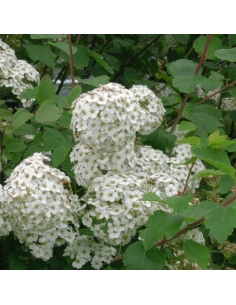 Spirée de Vanhoutte - Spiraea Vanoutthei 2