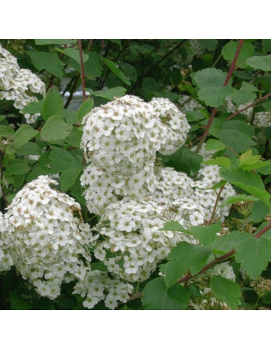 Spirée de Vanhoutte - Spiraea Vanoutthei