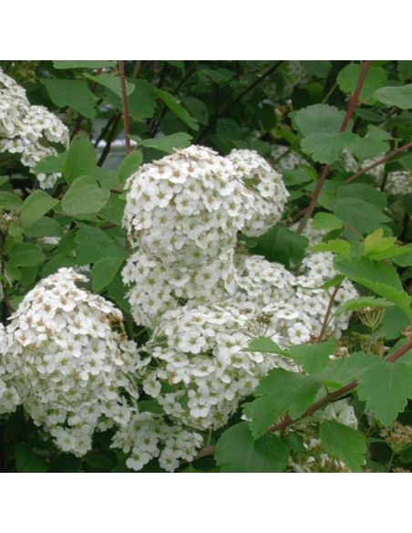 Spirée de Vanhoutte - Spiraea Vanoutthei