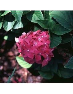 Hortensia "Pia"
