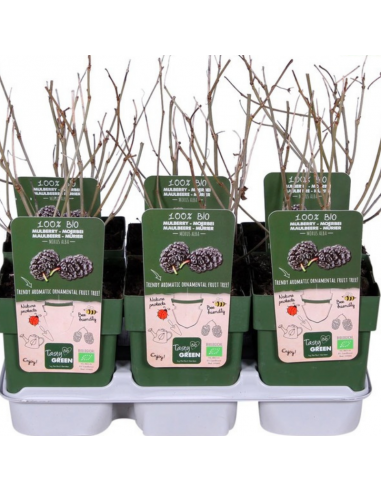 Murier de Corée Mulle - Bio