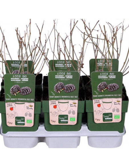 Murier de Corée Mulle - Bio