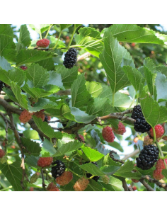 Murier de Corée Mulle - Bio