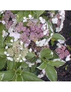 Hortensia "Tricolor" 2