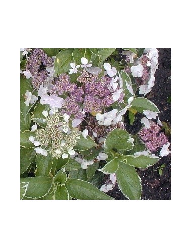 Hortensia "Tricolor"