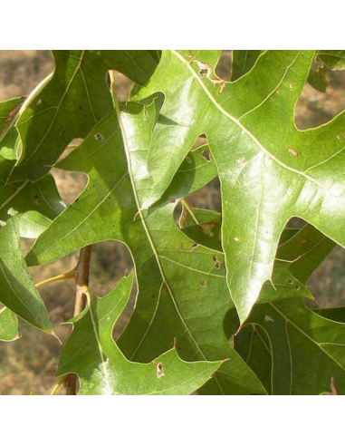 Chêne des marais - Quercus palustris