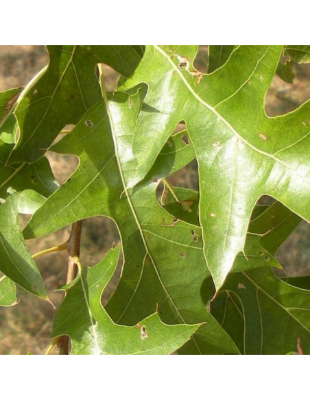 Chêne des marais - Quercus palustris