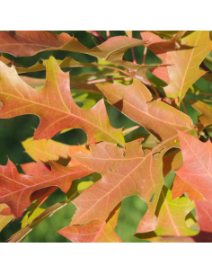 Chêne des marais - Quercus palustris 2