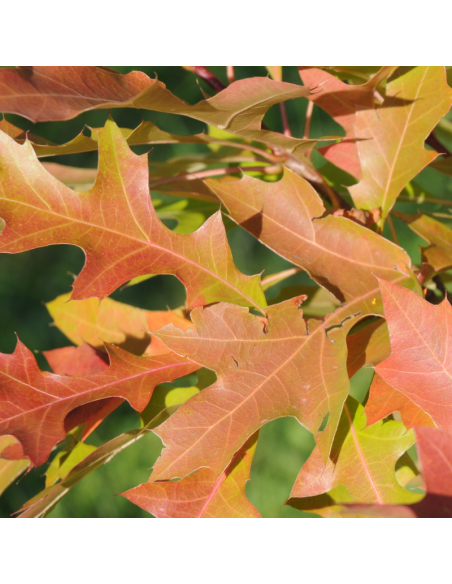 Chêne des marais - Quercus palustris