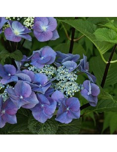 Hortensia "Zorro"