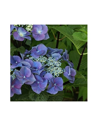 Hortensia "Zorro"