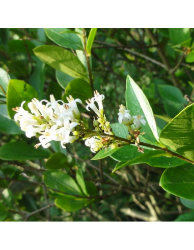 Troëne commun - Ligustrum Vulgare