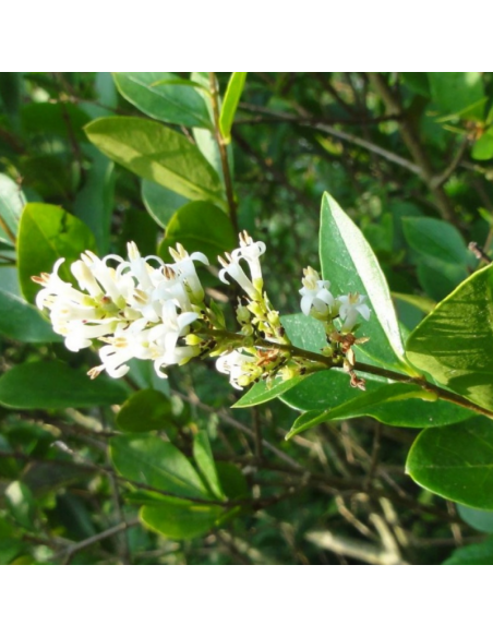 Troëne commun - Ligustrum Vulgare