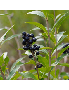 Troëne commun - Ligustrum Vulgare 2