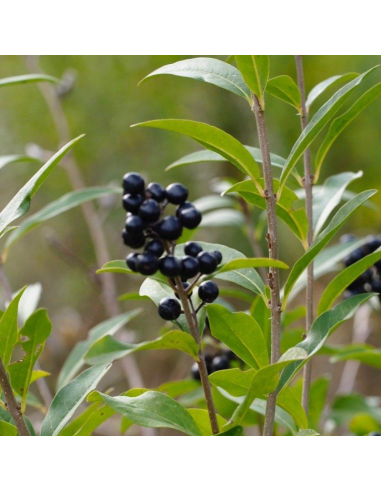 Troëne commun - Ligustrum Vulgare