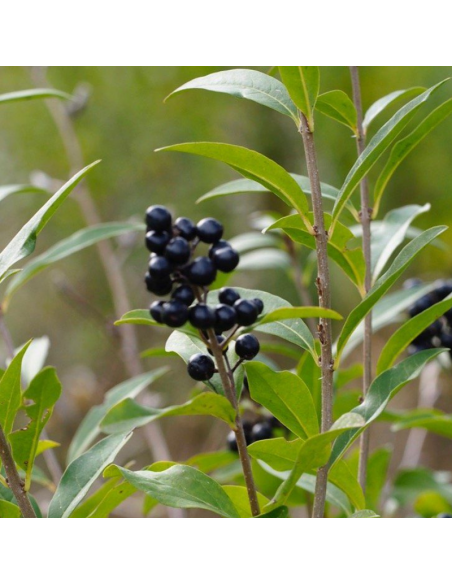 Troëne commun - Ligustrum Vulgare