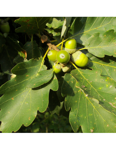 Chêne sessile - Quercus Petraea