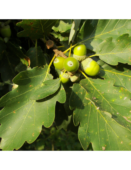 Chêne sessile - Quercus Petraea