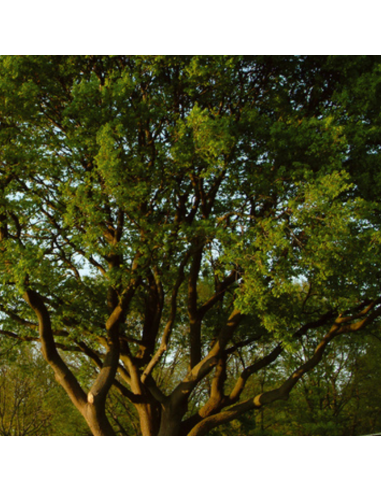 Chêne sessile - Quercus Petraea
