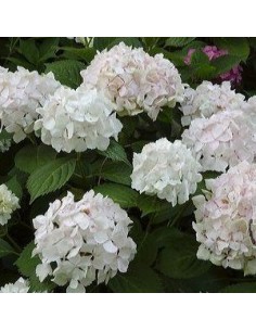 Hortensia "Soeur Thérèse"
