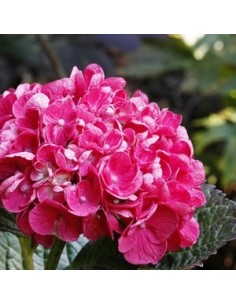 Hortensia "Merveille sanguine"