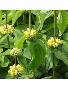 Semences Sauge de Jérusalem - Phlomis Russeliana 2