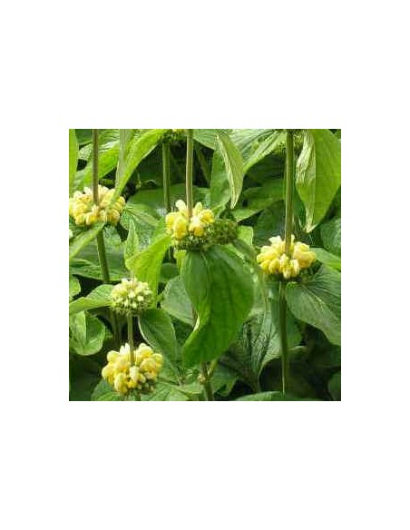 Sauge de Jérusalem "de Russel"