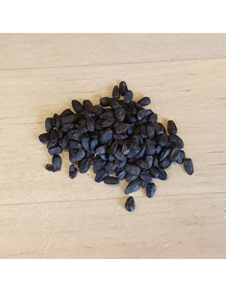 Semences Sauge de Jérusalem - Phlomis Russeliana