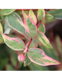 Millepertuis panaché