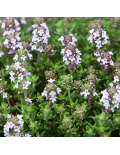 Semences bio Thym d'hiver 2
