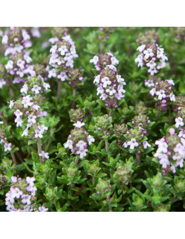 Semences bio Thym d'hiver
