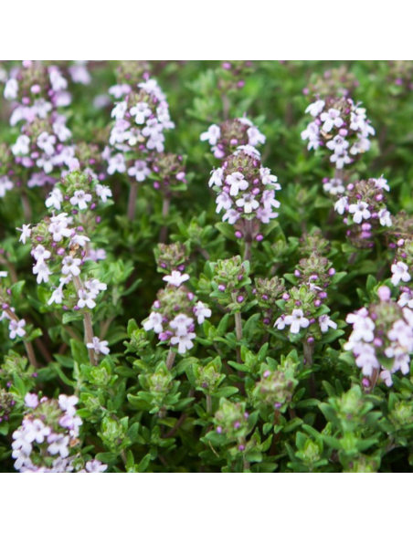 Semences bio Thym d'hiver