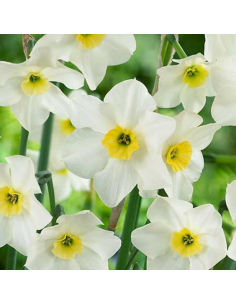 Narcisse botanique Lieke