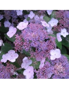 Hortensia "Villosa"