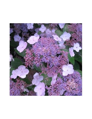 Hortensia "Villosa"