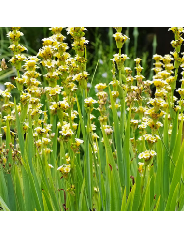 Sisyrinchium striatum