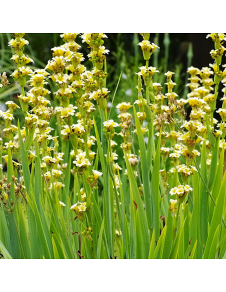 Sisyrinchium striatum