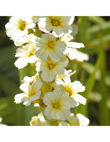 Sisyrinchium striatum
