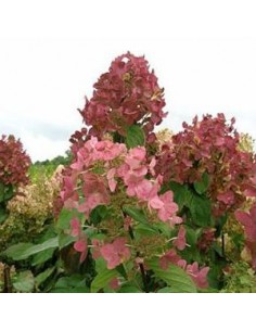 Hortensia "Mega mindy"