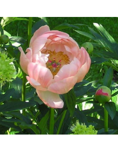 Pivoine de Chine Coral Sunset