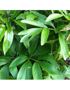 Pivoine de Chine Coral Sunset 2