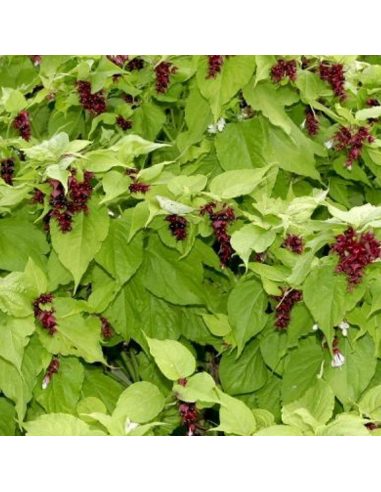 Arbre aux faisans - Leycesteria formosa