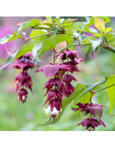 Arbre aux faisans - Leycesteria formosa
