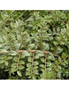 Chèvrefeuille à feuille de buis