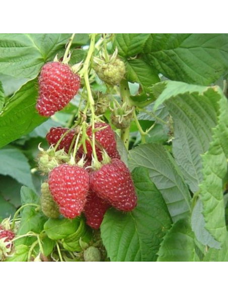 Framboisier Zeva - Racines nues