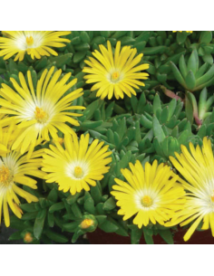 Pourpier congetionné Gold nugget 2