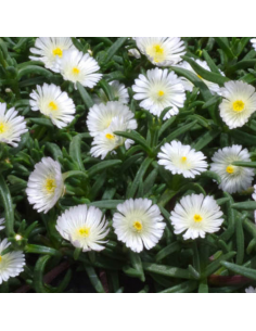 Pourpier Wheels of wonder white