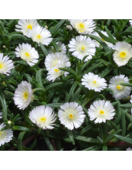 Pourpier Wheels of wonder white